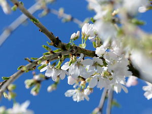 Prunus incisa ‘Frilly Frock’