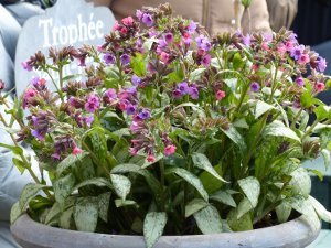 Pulmonaria saccharata 'Silver Bouquet'