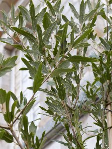 Quercus x hispanica 'Waasland Select'