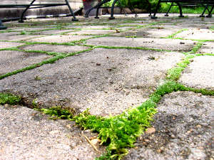 terrasse en pavés