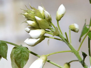 Wisteria brachybotrys ‘White Silk’