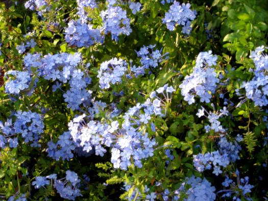 Plumbago, dentelaire du Cap