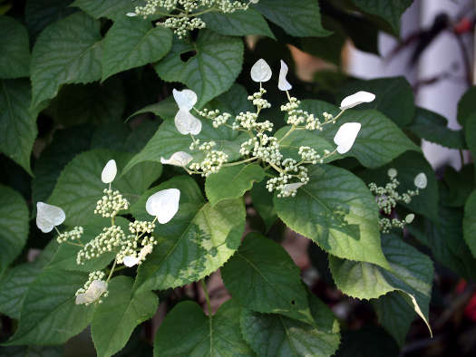 Schizophragma hydrangeoïdes