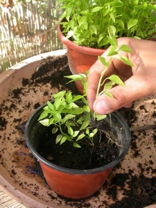 Déracinement des plants