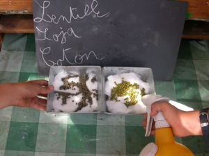 Vaporisation des plants repiqués
