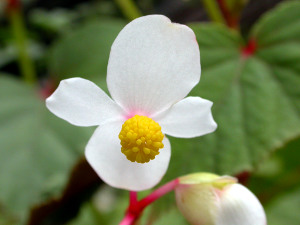 Begonia grandis 'Alba'