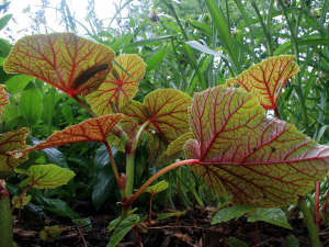 Envers des feuilles de Begonia grandis