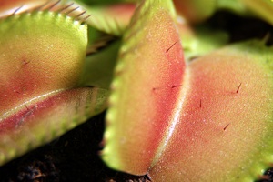 Dionea muscipula