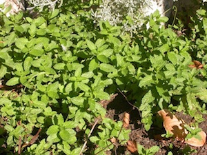 Menthe au jardin