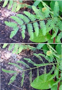 Mimosa pudica : avant et après contact avec les feuilles
