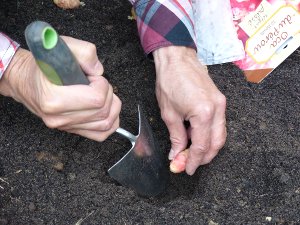 Plantation d'ocas du Pérou
