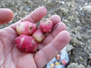 Oca du Pérou : bulbes