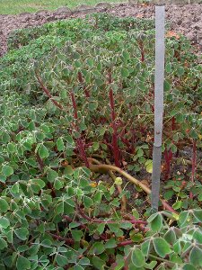 Plants d'ocas du Pérou