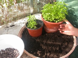 Plants à repiquer - Matériel