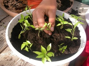 Repiquage des plants