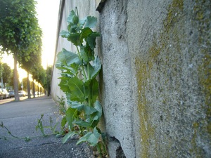 Plante sauvage - Trottoir