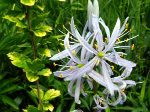 Camassia cusickii