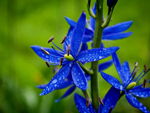 Camassia leichtlinii