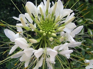 une fleur Martin du 16 Janvier trouvée Martine Cleome-blanc