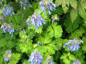 Corydalis flexuosa