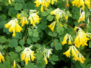 Corydalis lutea
