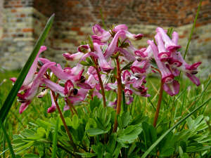 Corydalis solida