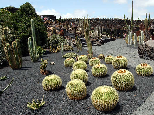cliquez pour voir la suite Jardin de cactus