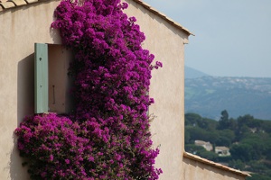 Bougainvillier habillant une façade varoise