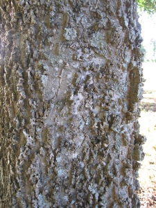 Celtis occidentalis - Ecorce