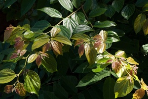 Celtis sinensis