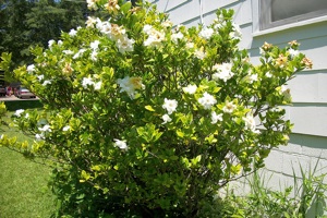 planter un gardenia