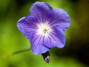 Geranium 'Orion'