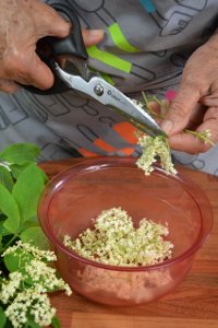 Découpe des fleurs de sureau