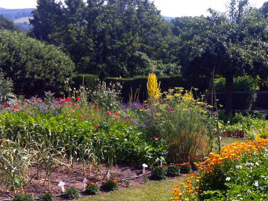 cliquez pour voir la suite Jardin de coloquintes