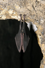 Chauve-souris suspendue