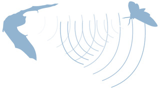 Echolocation