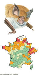 Petit rhinolophe