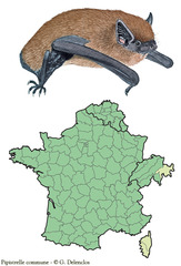 Pipistrelle commune
