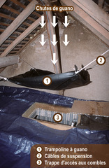 Trampoline à guano