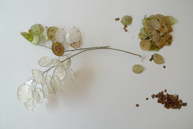 350 Graines De Monnaie Du Pape (Lunaria Annua) - Fleurs Printanières Et Fruits Décoratifs Argentés