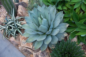 Agave parryi