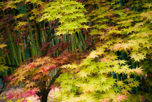 cliquez pour voir la suite Erables du Japon : du merveilleux dans nos jardins