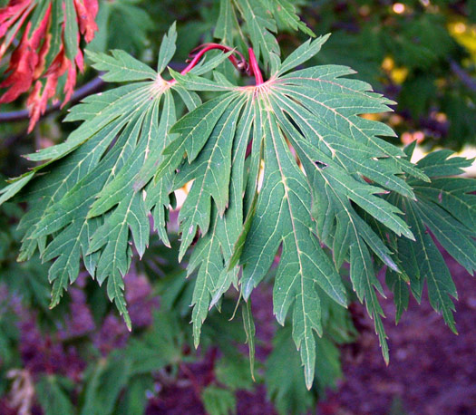 cliquez pour voir la suite Acer japonicum 'Aconitifolium', l'érable à feuilles d'Aconit
