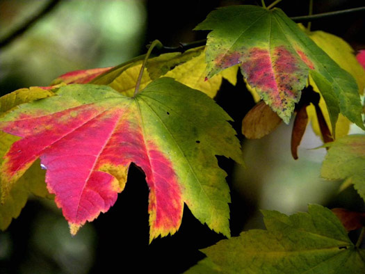cliquez pour voir la suite Un érable à feuilles de vigne ?
