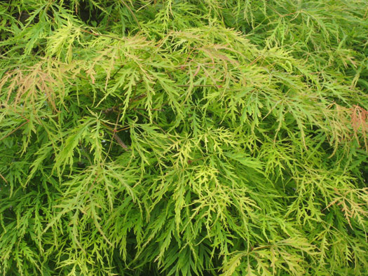 cliquez pour voir la suite Acer palmatum 'Dissectum Viridis'