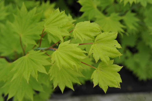 cliquez pour voir la suite Acer shirasawanum 'Aureum'