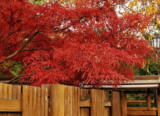 Acer palmatum 'Scolopendrifolium'