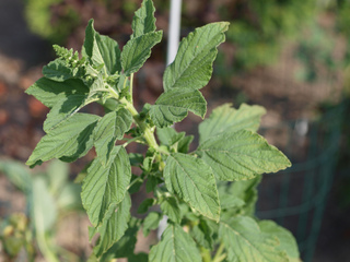 Amarante réfléchie - Amaranthus retroflexus