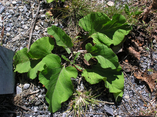 Bardane - Arctium lappa