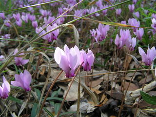 Cyclamen hederifolium